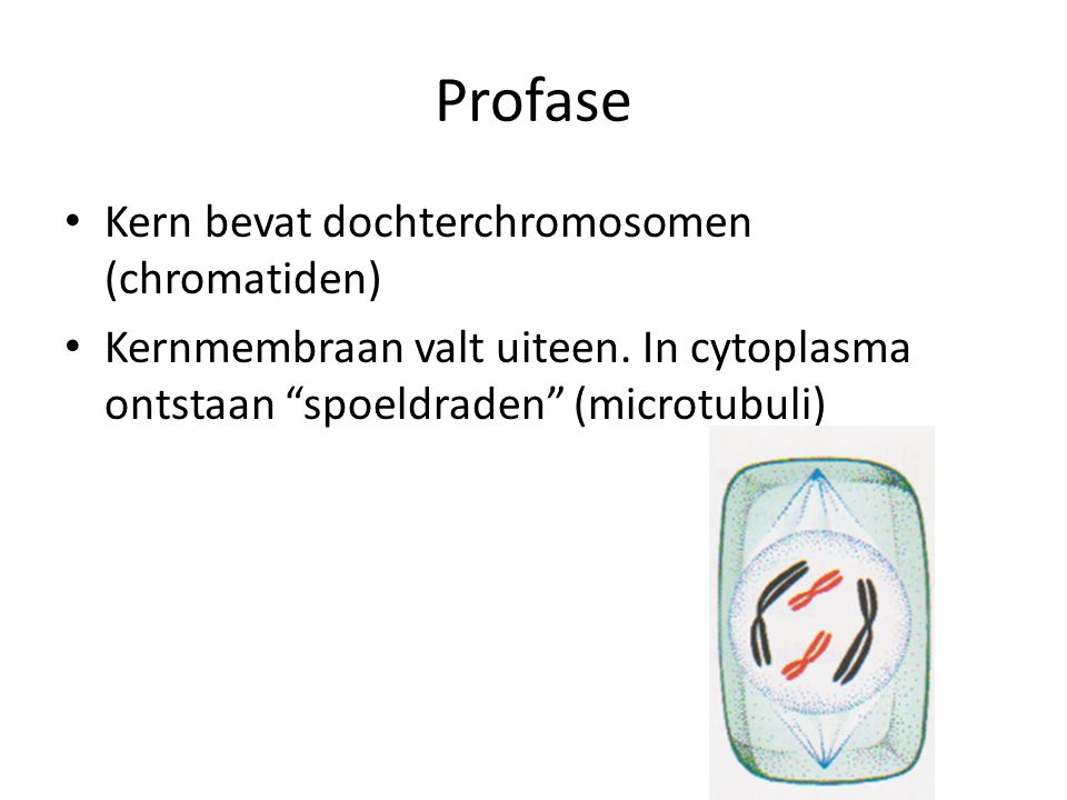 Profase Kern bevat dochterchromosomen (chromatiden)