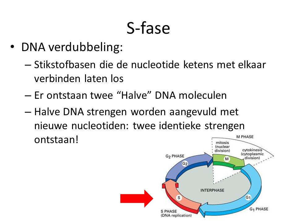 S-fase DNA verdubbeling: