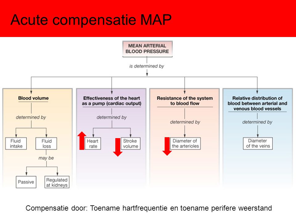 Acute compensatie MAP Compensatie door: Toename hartfrequentie en toename perifere weerstand