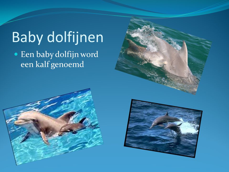 Baby dolfijnen Een baby dolfijn word een kalf genoemd