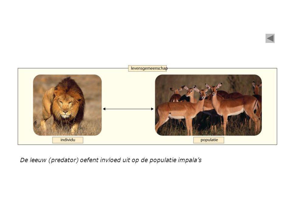De leeuw (predator) oefent invloed uit op de populatie impala’s