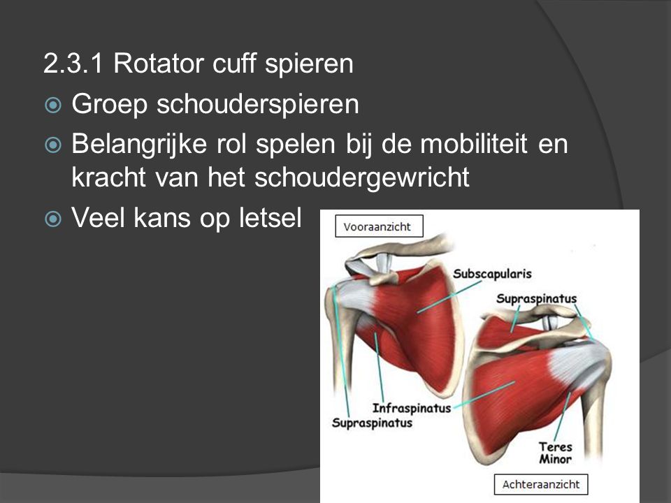 2.3.1 Rotator cuff spieren Groep schouderspieren. Belangrijke rol spelen bij de mobiliteit en kracht van het schoudergewricht.