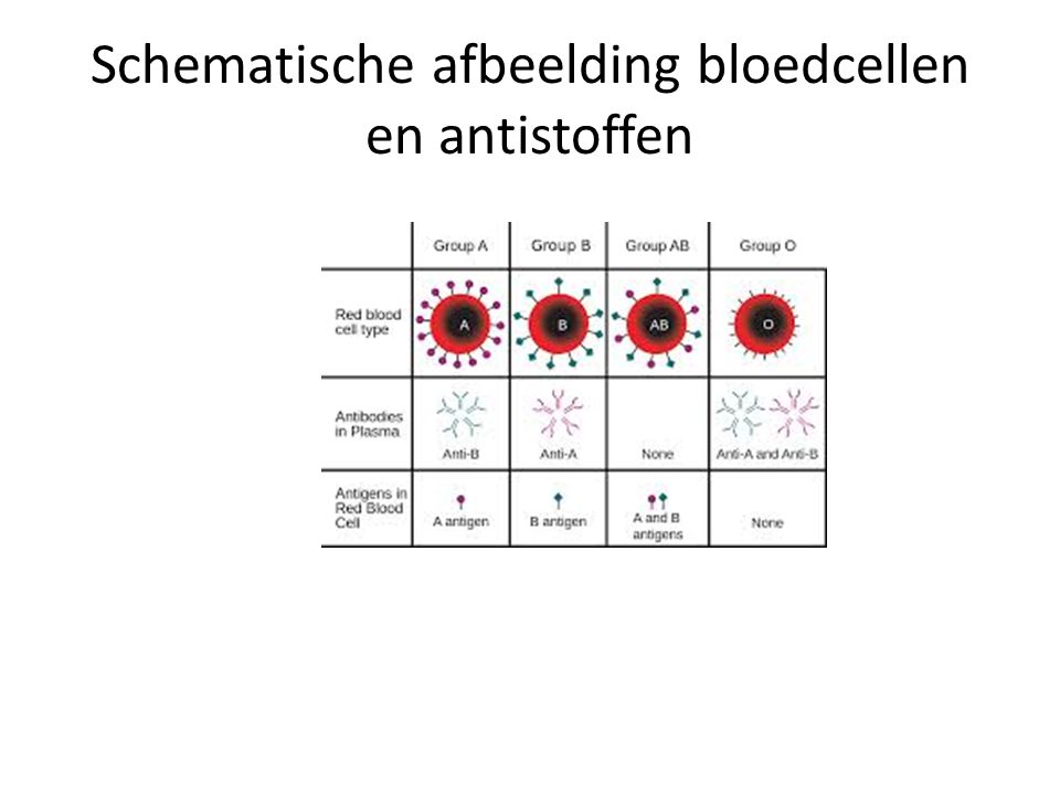 Schematische afbeelding bloedcellen en antistoffen