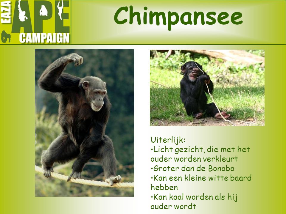 Chimpansee Uiterlijk: