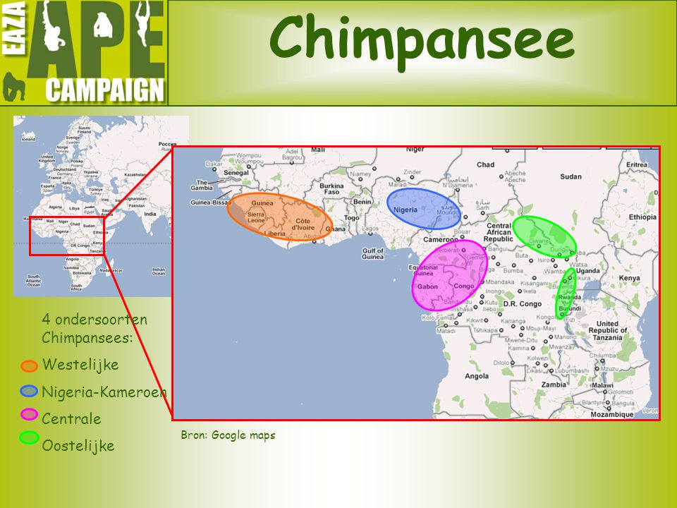 Chimpansee 4 ondersoorten Chimpansees: Westelijke Nigeria-Kameroen