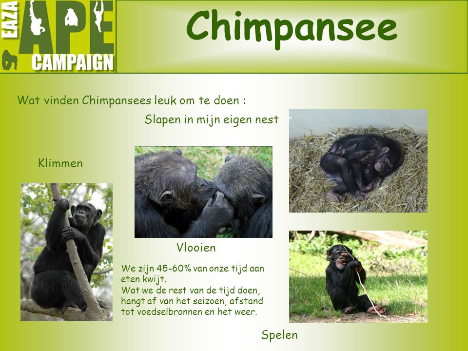 Chimpansee Wat vinden Chimpansees leuk om te doen :
