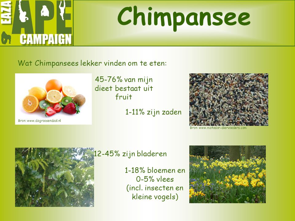Chimpansee Wat Chimpansees lekker vinden om te eten: