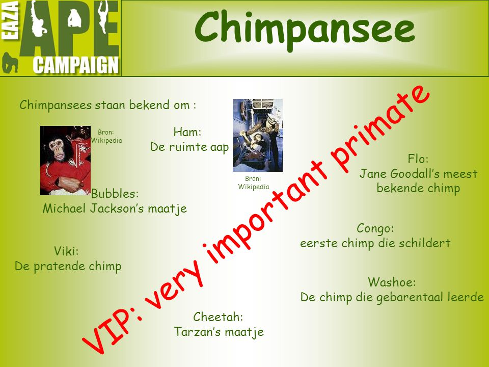 Chimpansee VIP: very important primate Chimpansees staan bekend om :