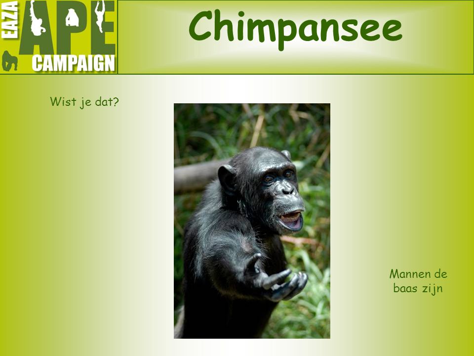 Chimpansee Wist je dat Mannen de baas zijn