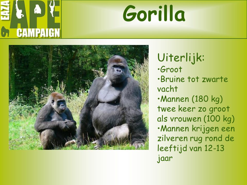 Gorilla Uiterlijk: Groot Bruine tot zwarte vacht