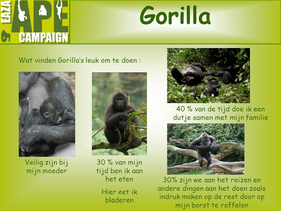 Gorilla Wat vinden Gorilla’s leuk om te doen :