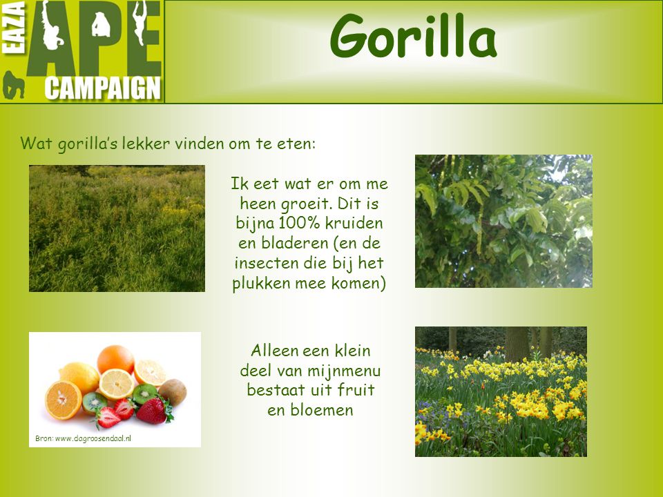 Gorilla Wat gorilla’s lekker vinden om te eten: