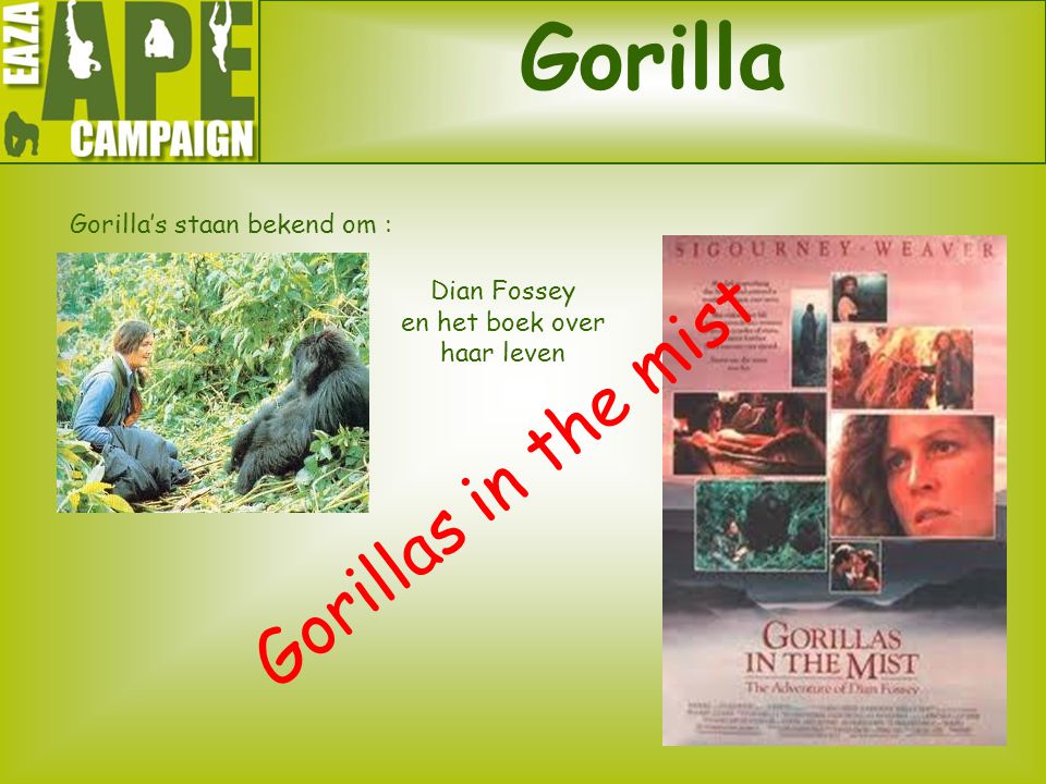 Gorilla Gorillas in the mist Gorilla’s staan bekend om :