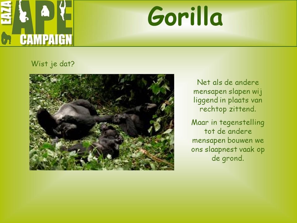 Gorilla Wist je dat Net als de andere mensapen slapen wij liggend in plaats van rechtop zittend.