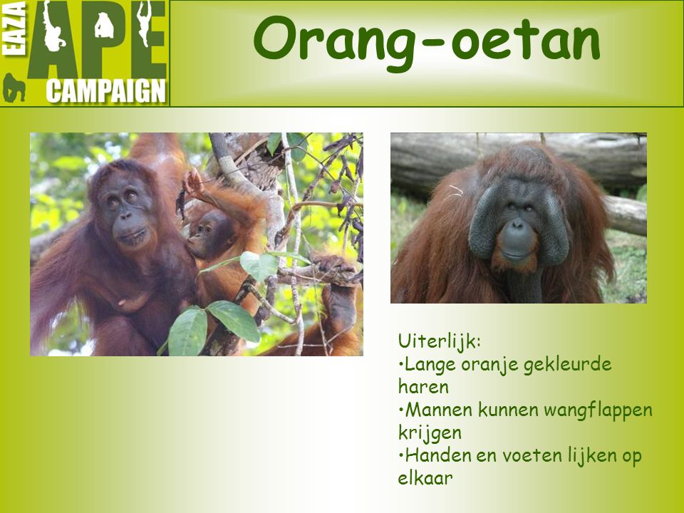 Orang-oetan Uiterlijk: Lange oranje gekleurde haren
