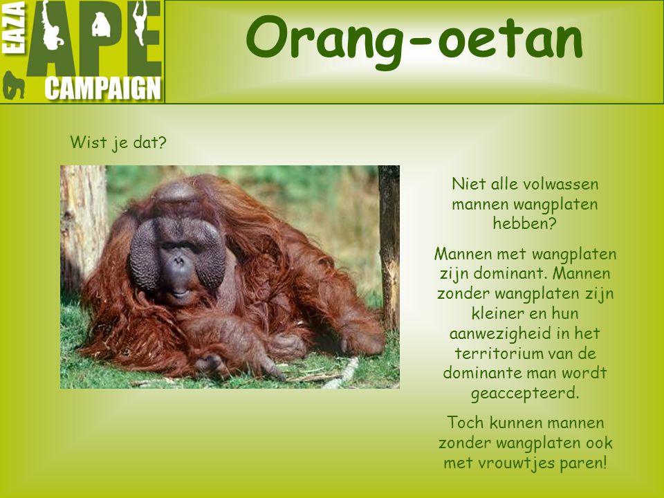 Orang-oetan Wist je dat Niet alle volwassen mannen wangplaten hebben