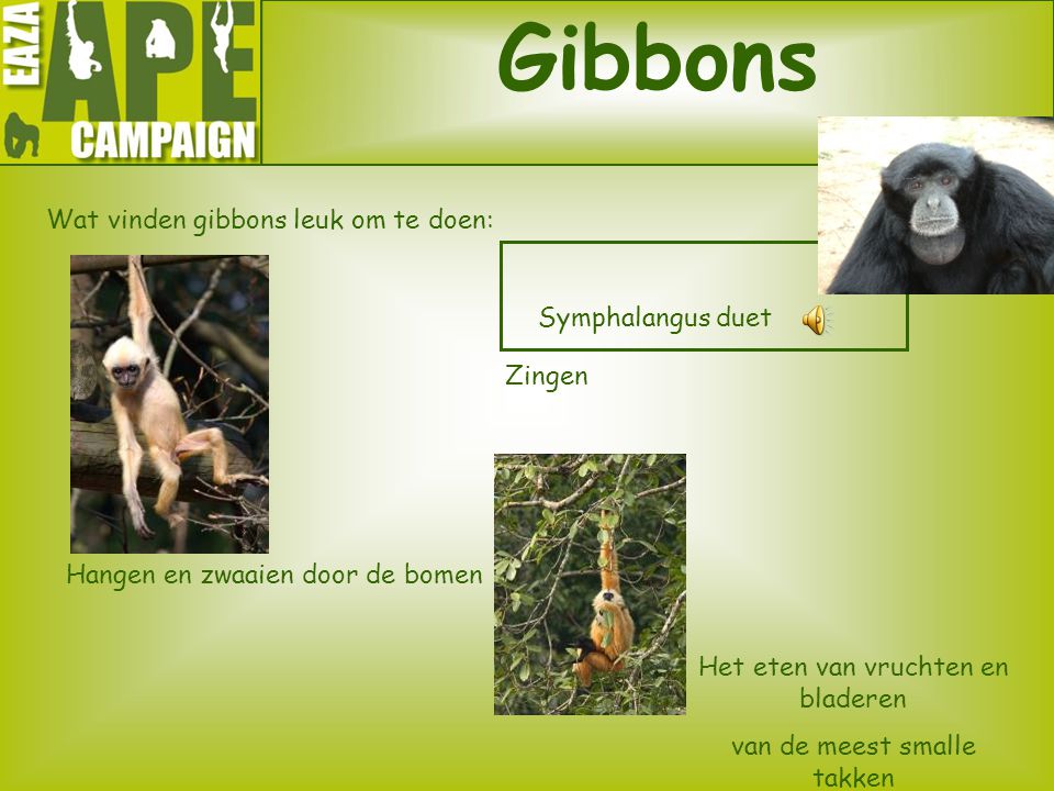 Gibbons Wat vinden gibbons leuk om te doen: Symphalangus duet Zingen