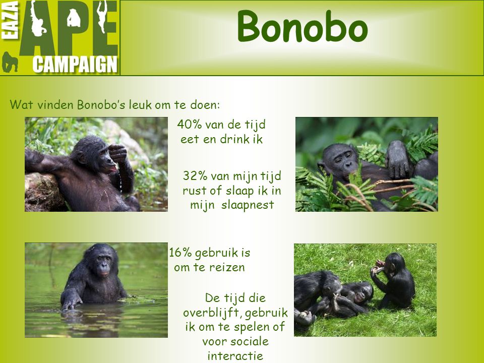 Bonobo Wat vinden Bonobo’s leuk om te doen: