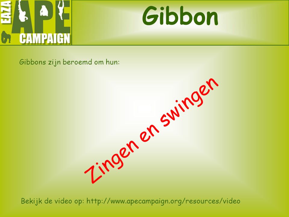Gibbon Zingen en swingen Gibbons zijn beroemd om hun:
