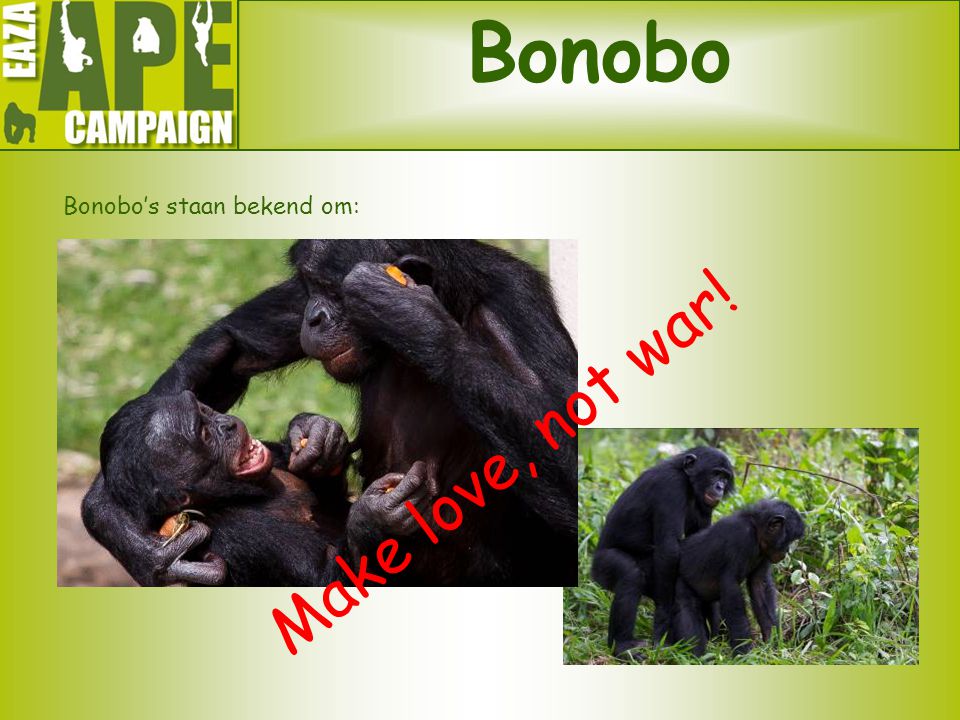 Bonobo’s staan bekend om: