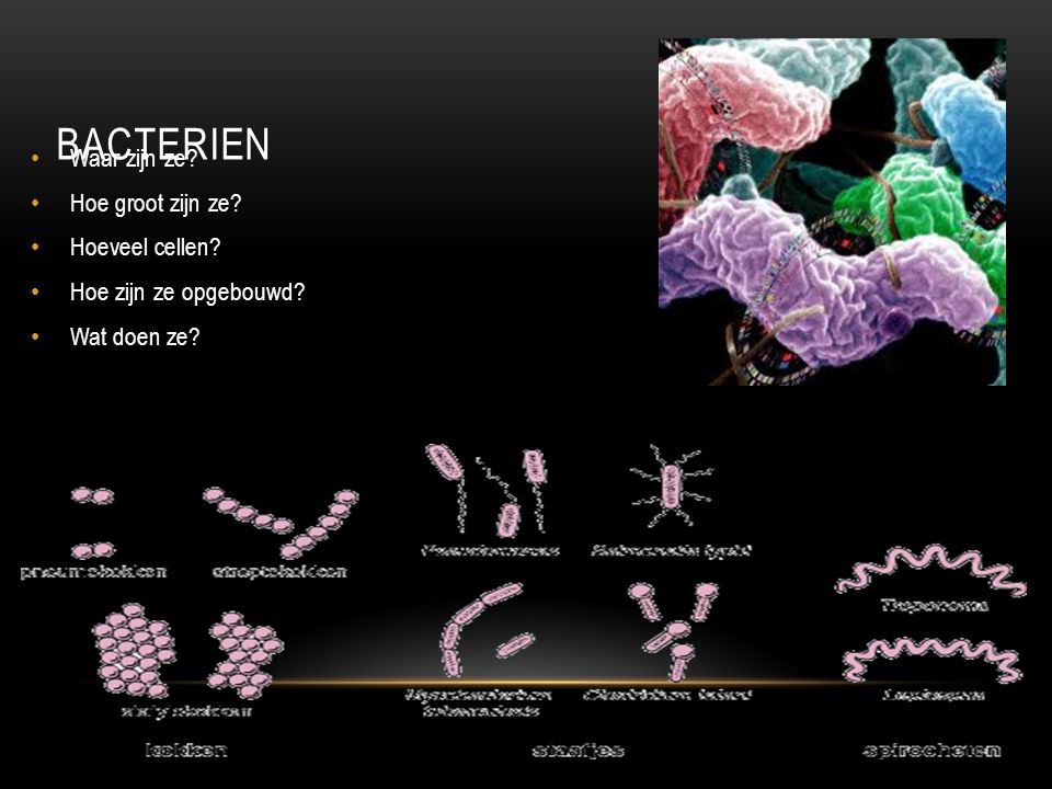 Bacterien Waar zijn ze Hoe groot zijn ze Hoeveel cellen