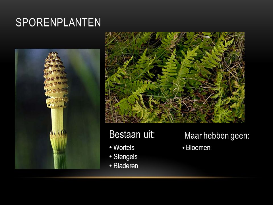 Sporenplanten Bestaan uit: Maar hebben geen: Wortels Stengels Bladeren