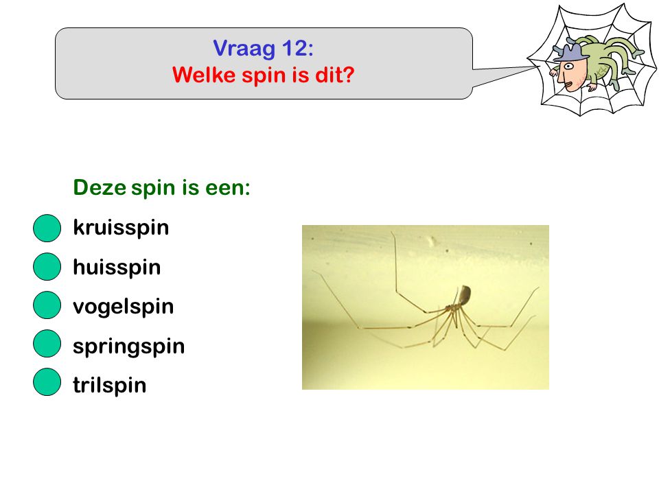 Vraag 12: Welke spin is dit Deze spin is een: kruisspin huisspin vogelspin springspin trilspin