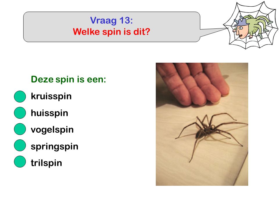 Vraag 13: Welke spin is dit Deze spin is een: kruisspin huisspin vogelspin springspin trilspin