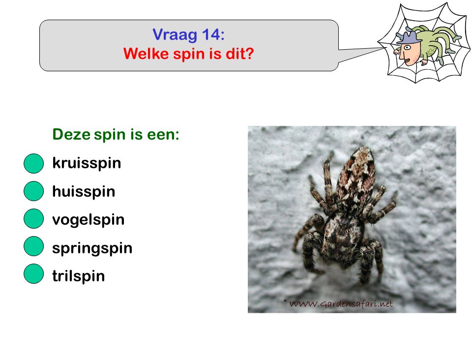 Vraag 14: Welke spin is dit Deze spin is een: kruisspin huisspin vogelspin springspin trilspin