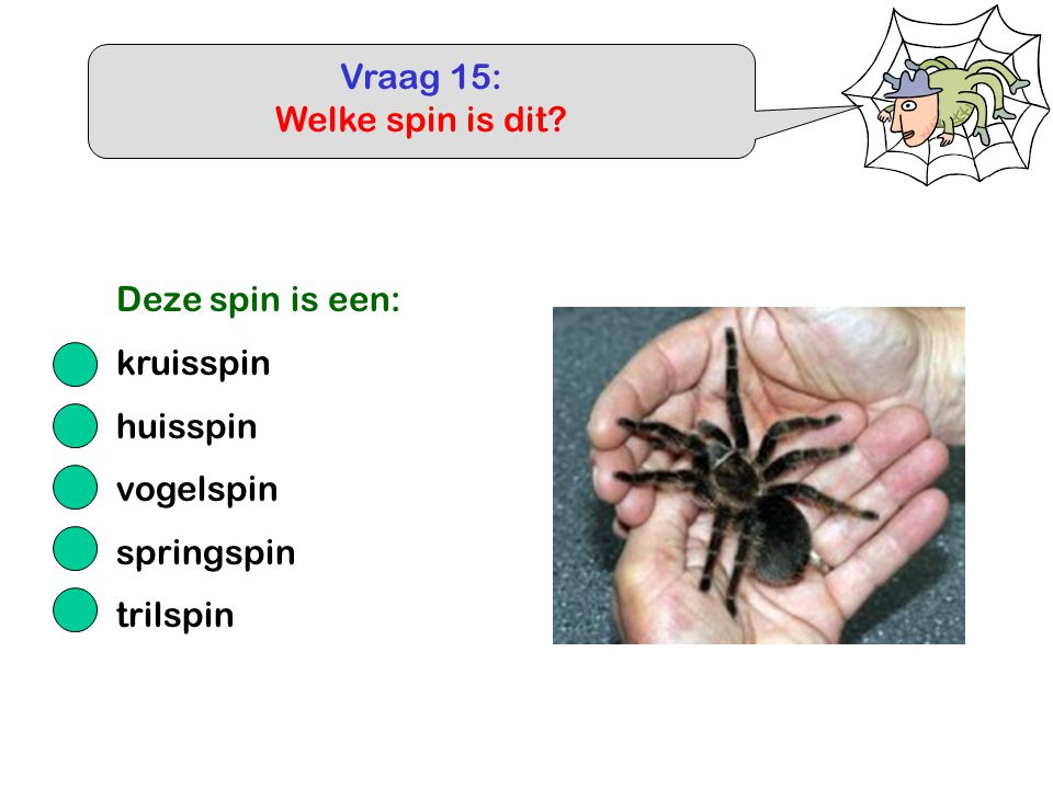 Vraag 15: Welke spin is dit Deze spin is een: kruisspin huisspin vogelspin springspin trilspin
