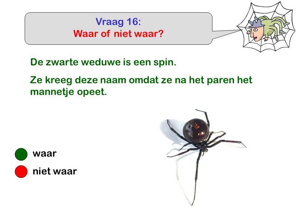 Vraag 16: Waar of niet waar De zwarte weduwe is een spin. Ze kreeg deze naam omdat ze na het paren het mannetje opeet.
