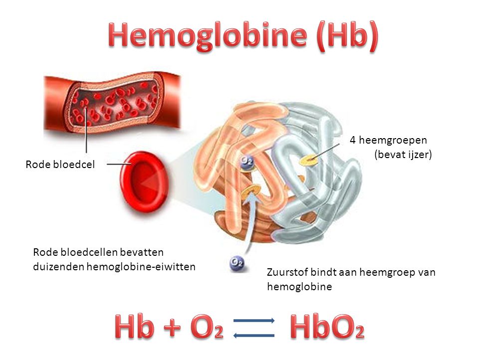 Hemoglobine (Hb) Hb + O2 HbO2