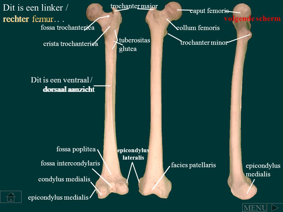 epicondylus lateralis