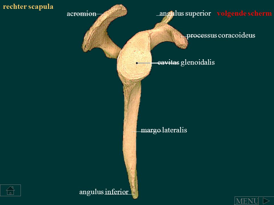 rechter scapula acromion. angulus superior. volgende scherm. processus coracoideus. cavitas glenoidalis.