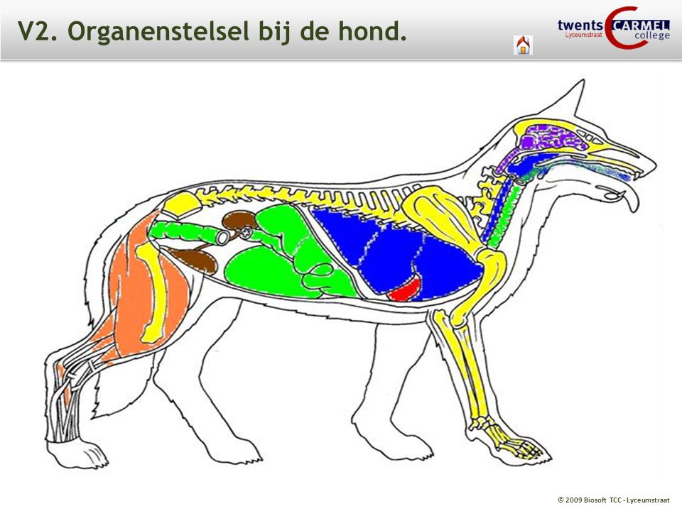 V2. Organenstelsel bij de hond.