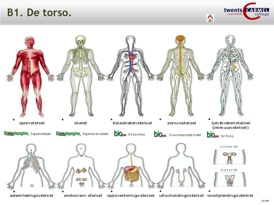 B1. De torso. Orgaanstelsels Organen en cellen De borstkas