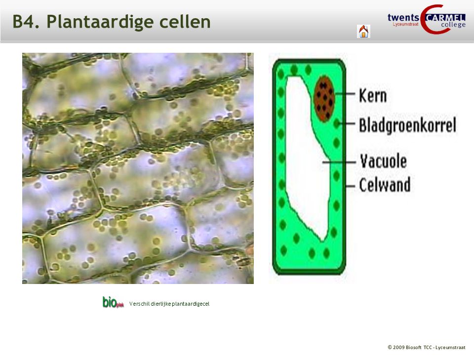 B4. Plantaardige cellen Verschil dierlijke plantaardigecel