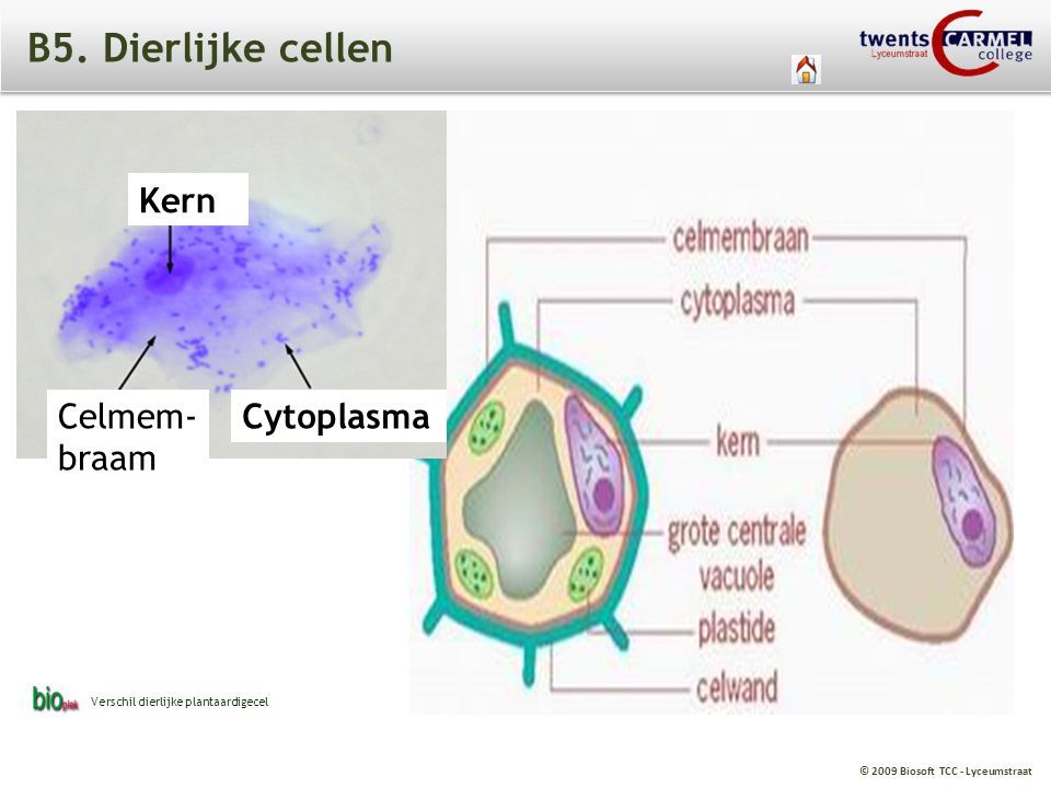 B5. Dierlijke cellen Kern Celmem- braam Cytoplasma