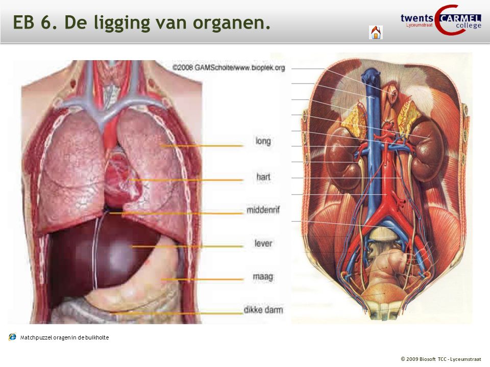 EB 6. De ligging van organen.