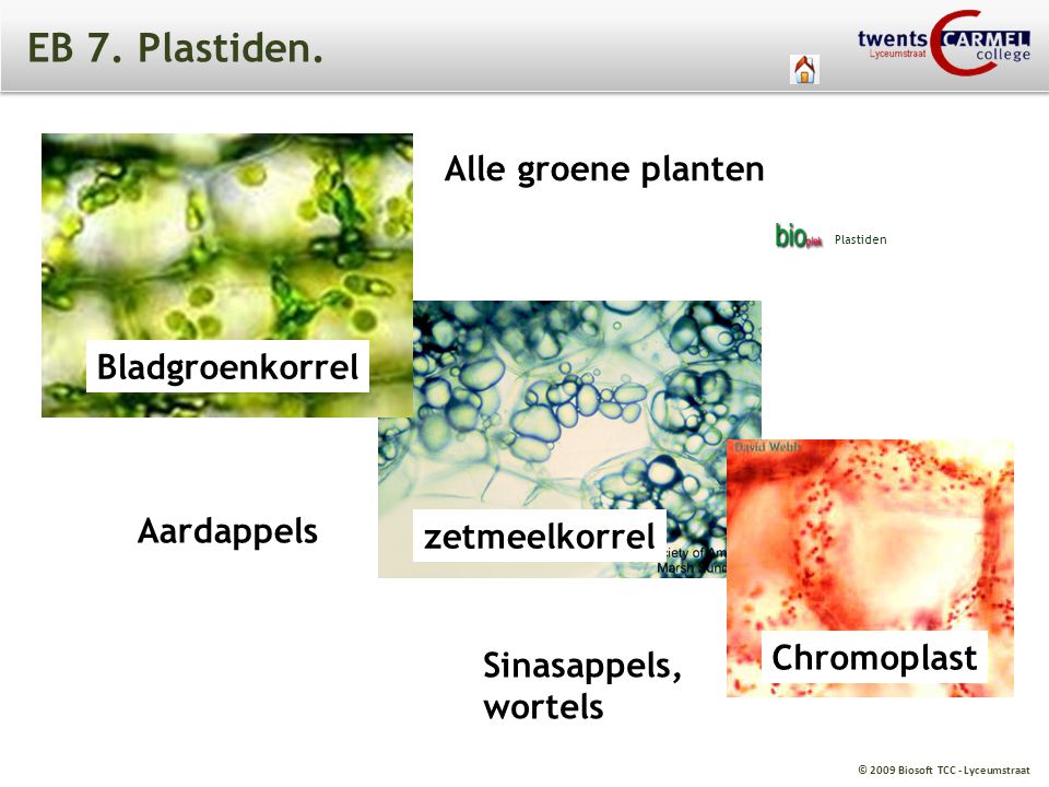 EB 7. Plastiden. Alle groene planten Bladgroenkorrel Aardappels