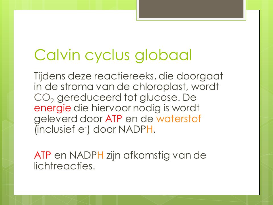 Calvin cyclus globaal
