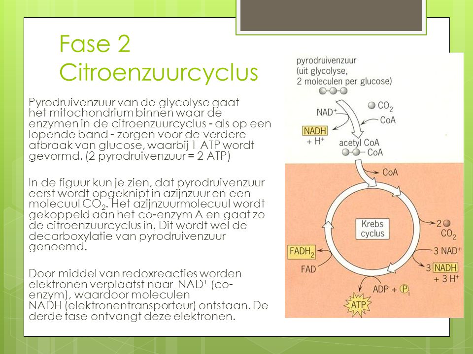Fase 2 Citroenzuurcyclus