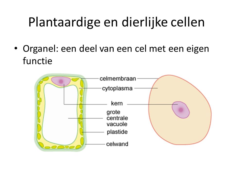 Plantaardige en dierlijke cellen