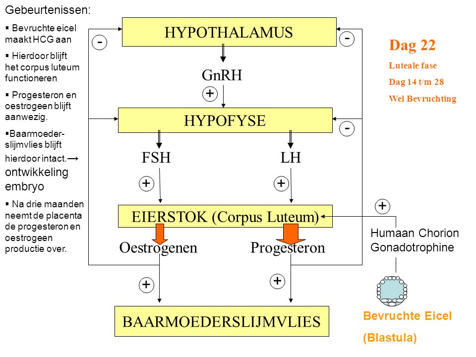 EIERSTOK (Corpus Luteum)