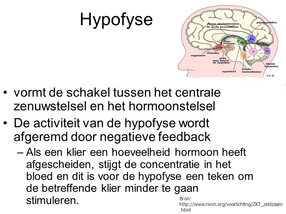 Hypofyse vormt de schakel tussen het centrale zenuwstelsel en het hormoonstelsel.