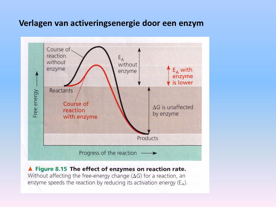 Verlagen van activeringsenergie door een enzym