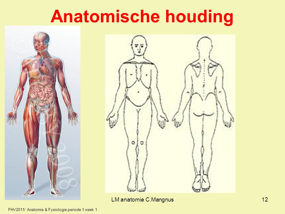 Anatomische houding LM anatomie C.Mangnus 12 12