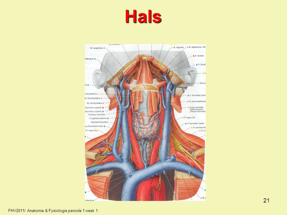 Hals 21 FHV2011/ Anatomie & Fysiologie periode 1 week 1 21