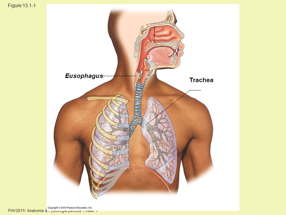 Eusophagus Trachea Figure