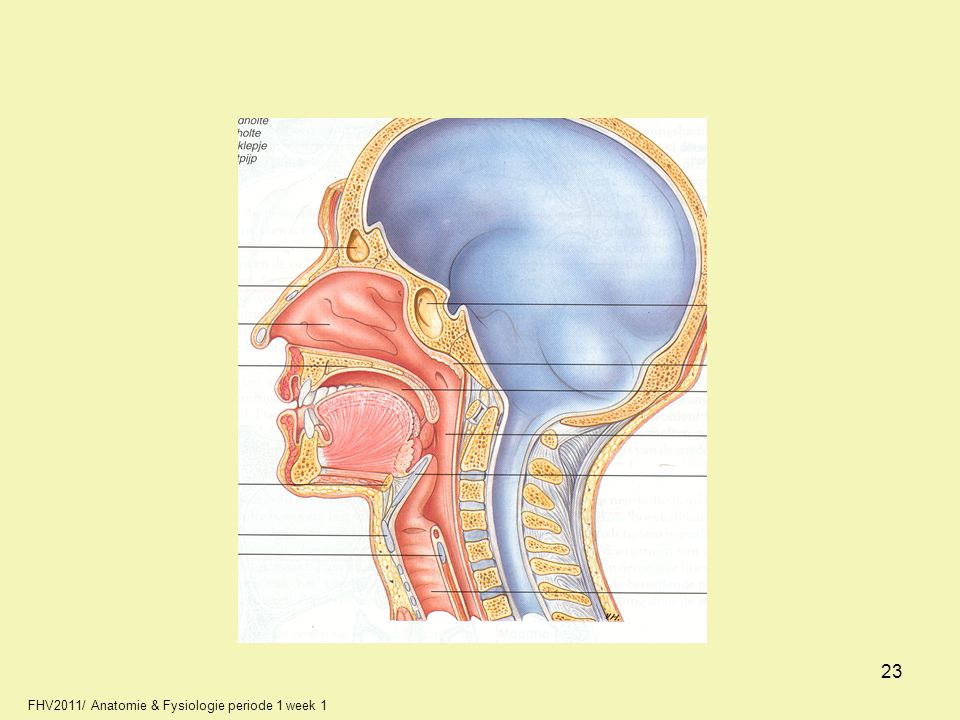 23 FHV2011/ Anatomie & Fysiologie periode 1 week